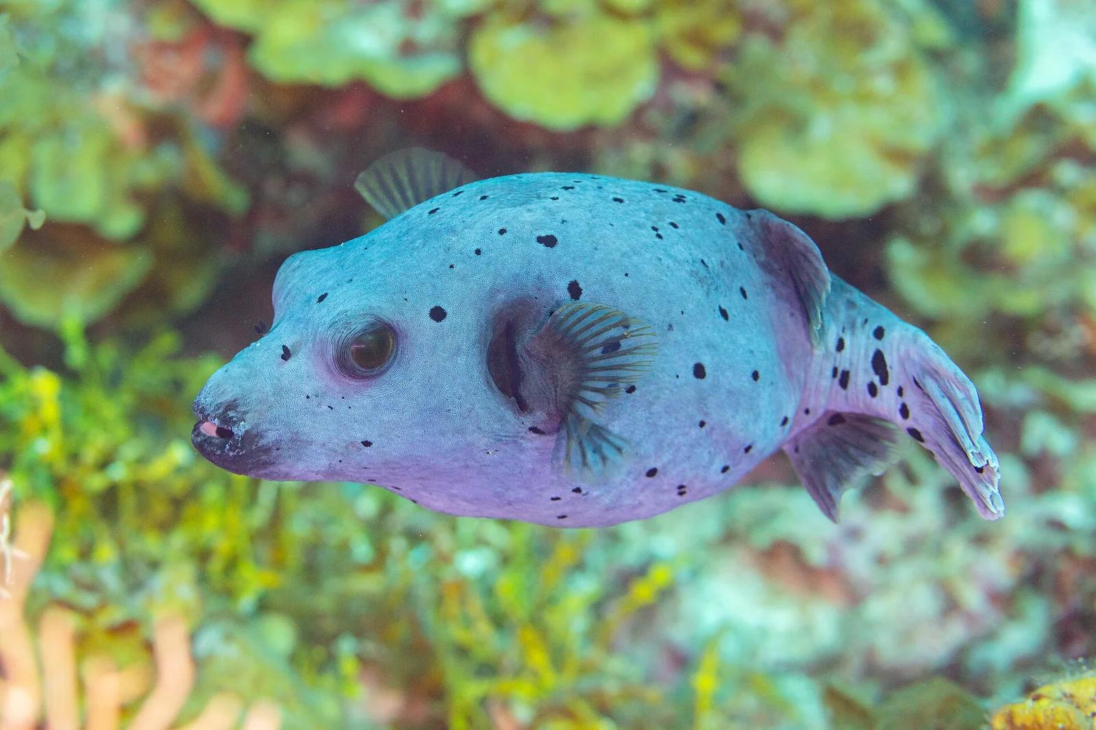 Blackspotted Puffer