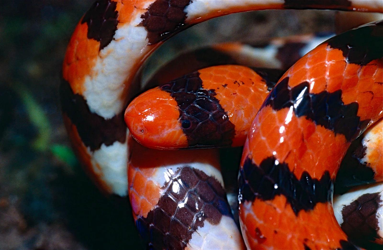 Stuart's Coralsnake