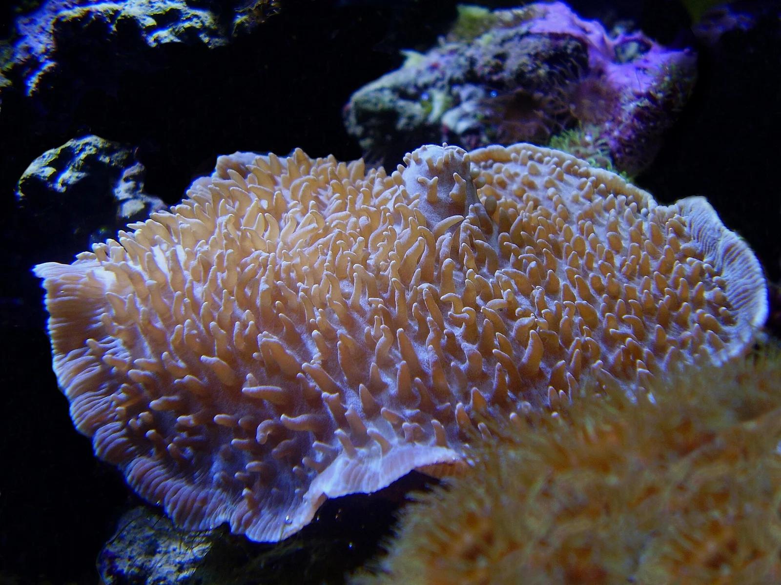 Corallimorphs