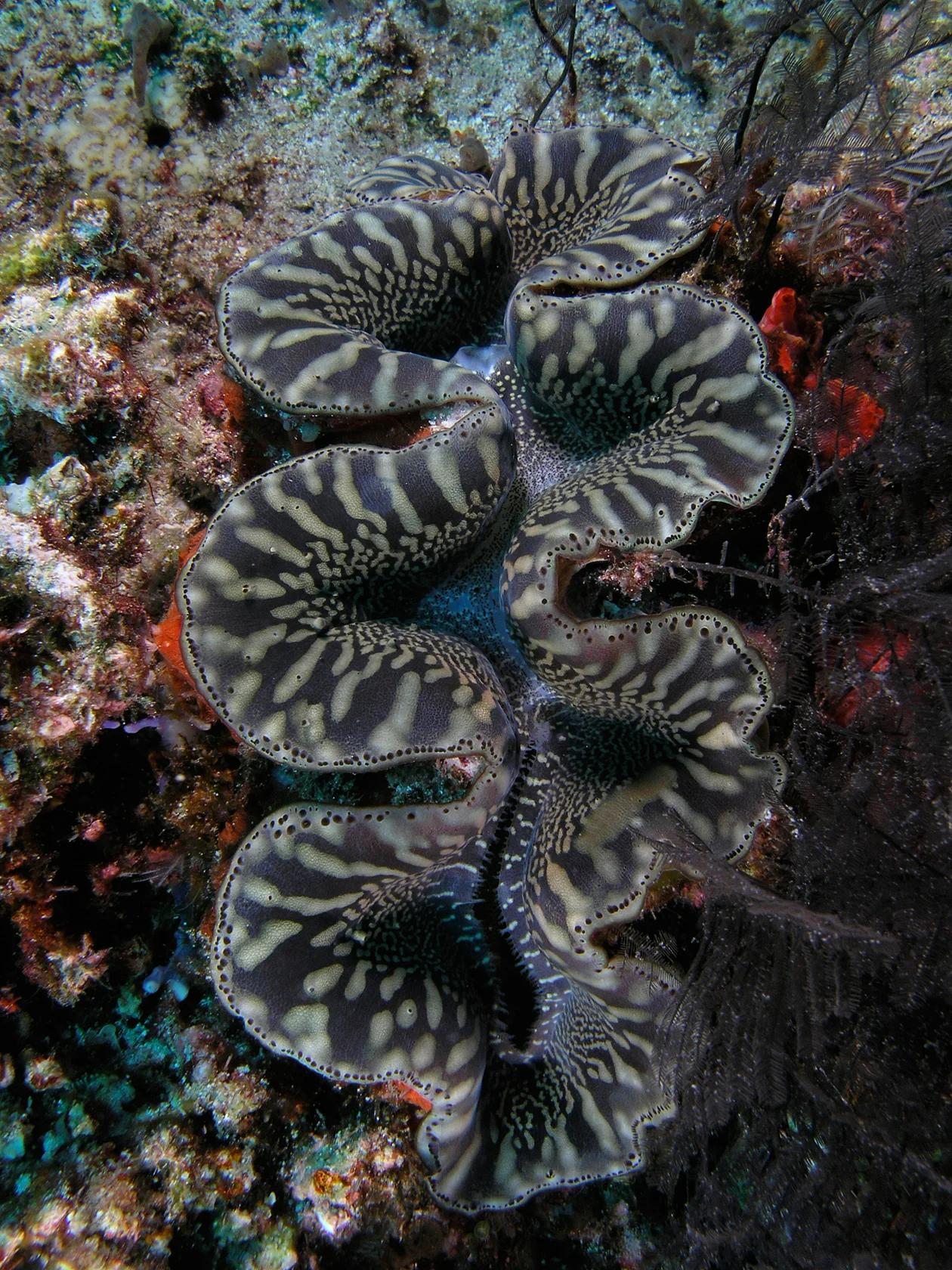 Gigas Giant Clam