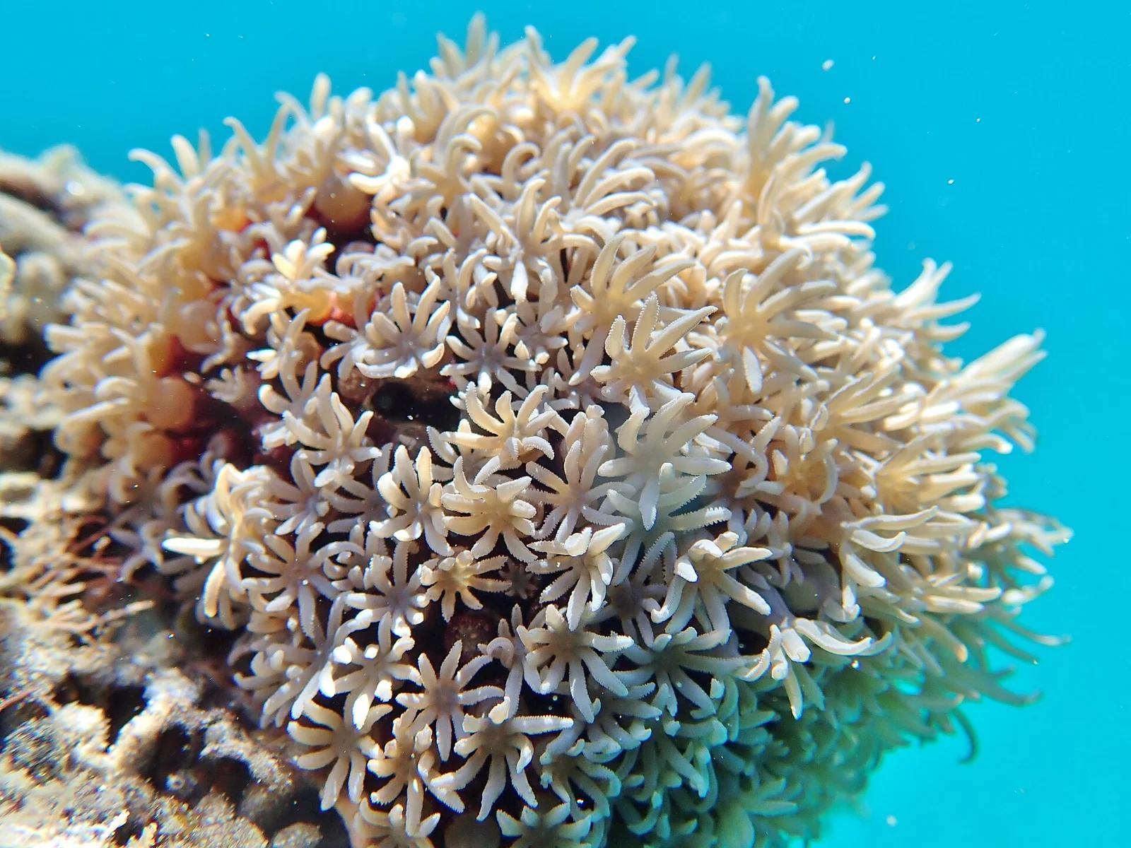 Organ Pipe Coral
