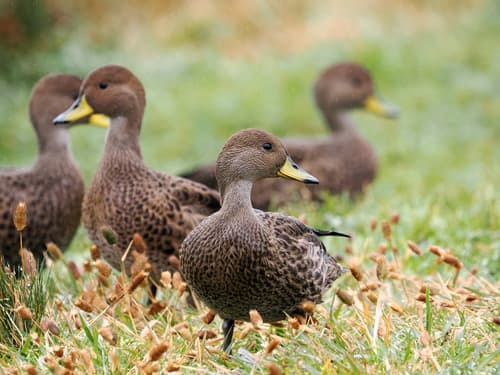 Yellow-billed Pintail