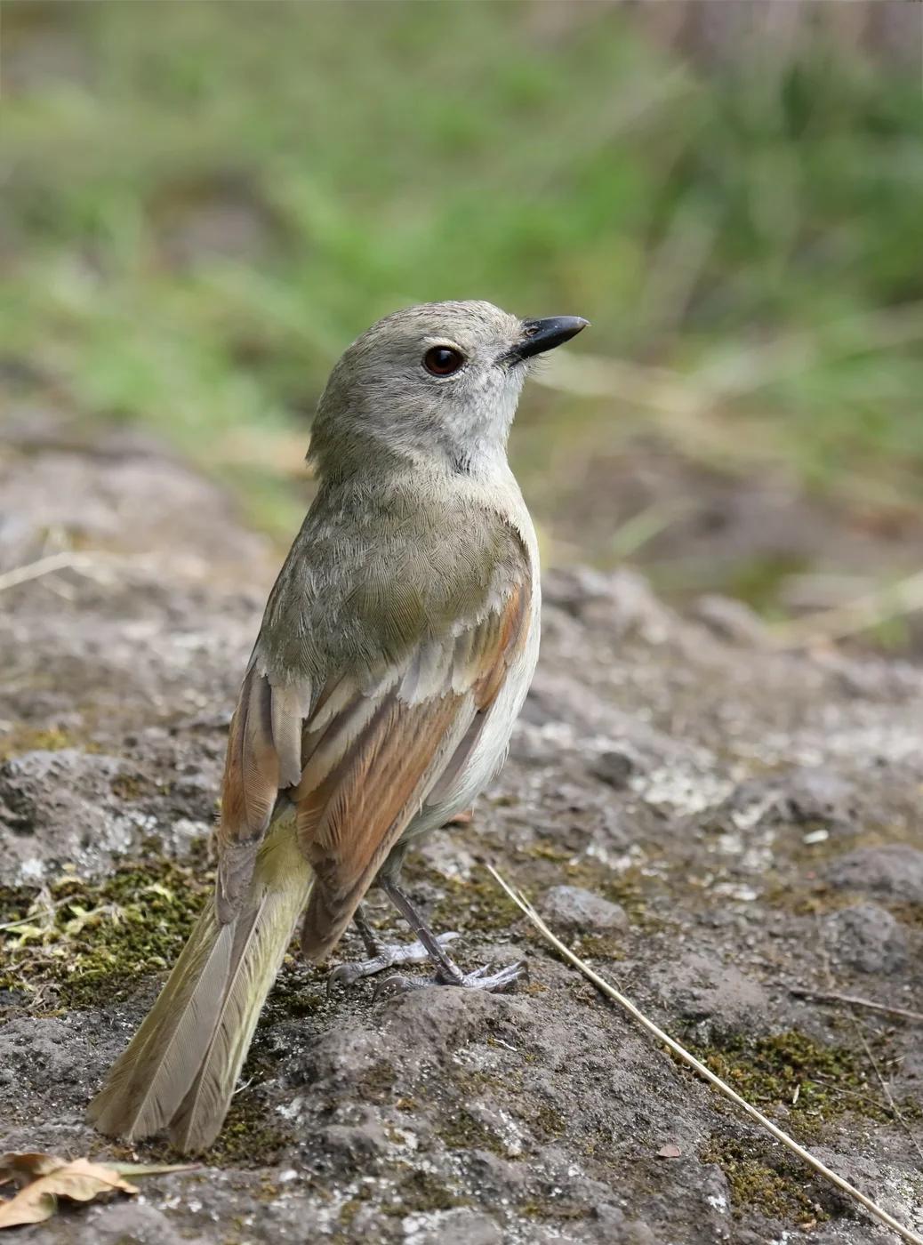 Lord Howe Golden Whistler