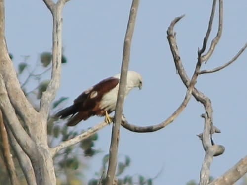 Brahminy Kite