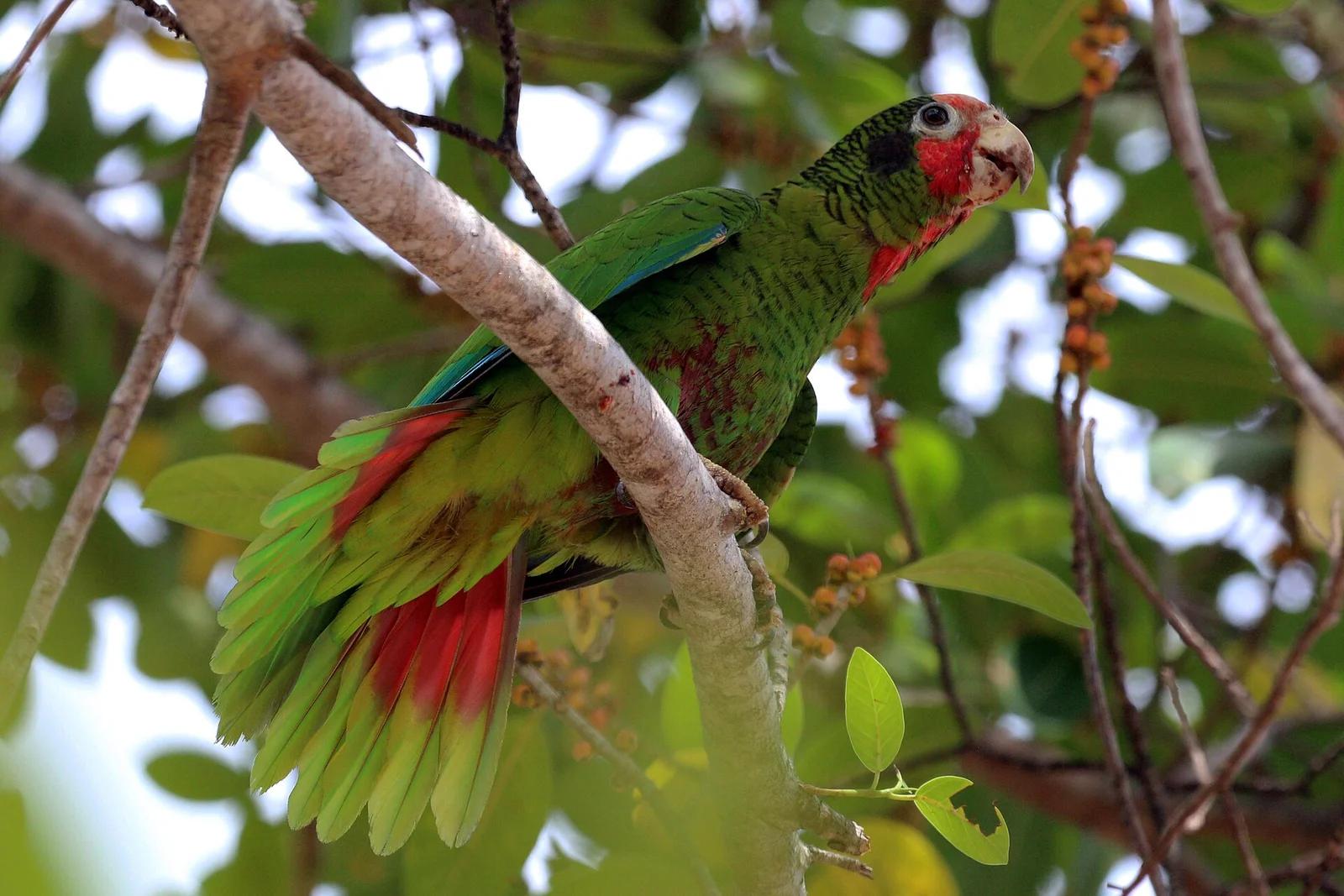 Grand Cayman Parrot