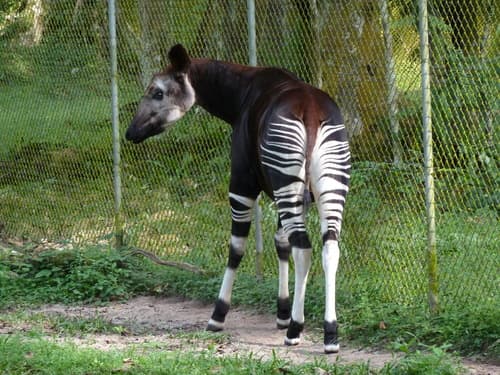 Okapi