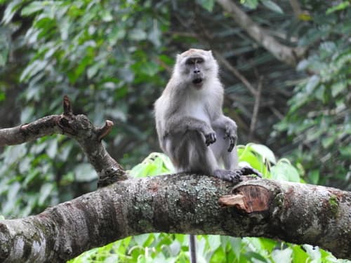 Long-tailed Macaque
