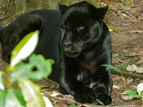 Roaring Cats