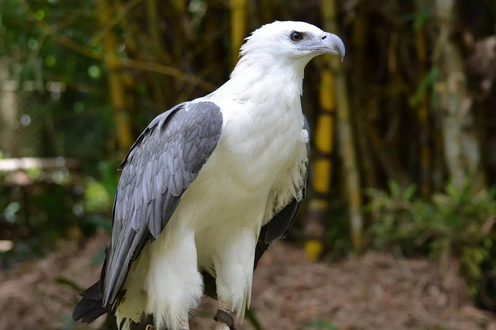 White-bellied Sea-Eagle