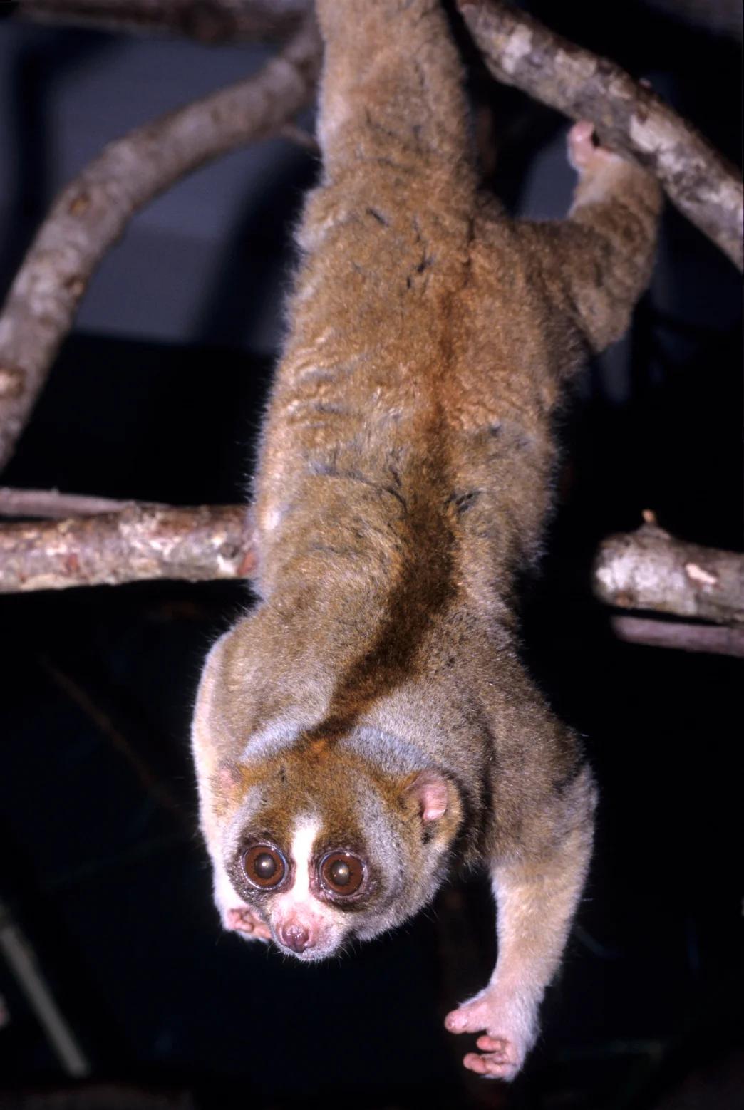 Slow Lorises