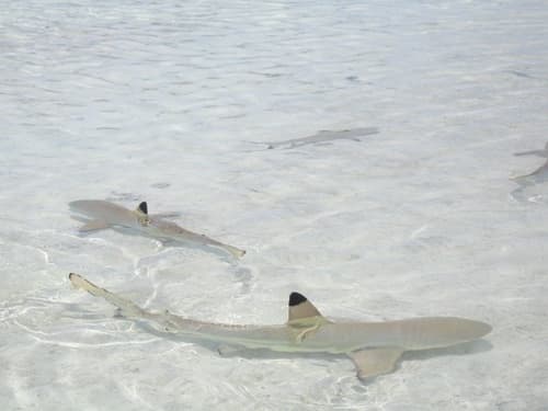 Blacktip Reef Shark