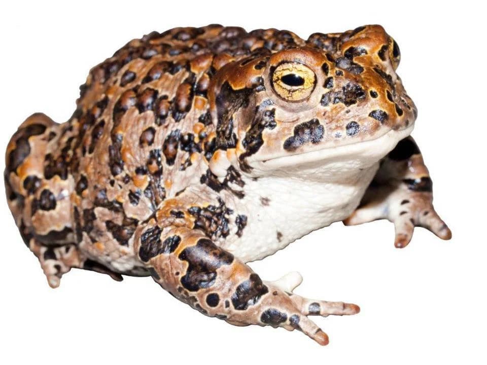 Yosemite Toad