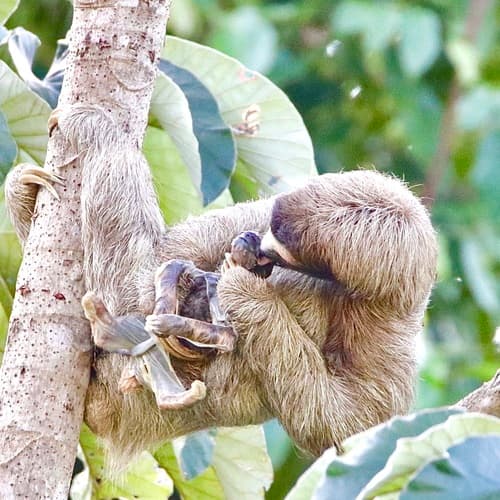 Sloths