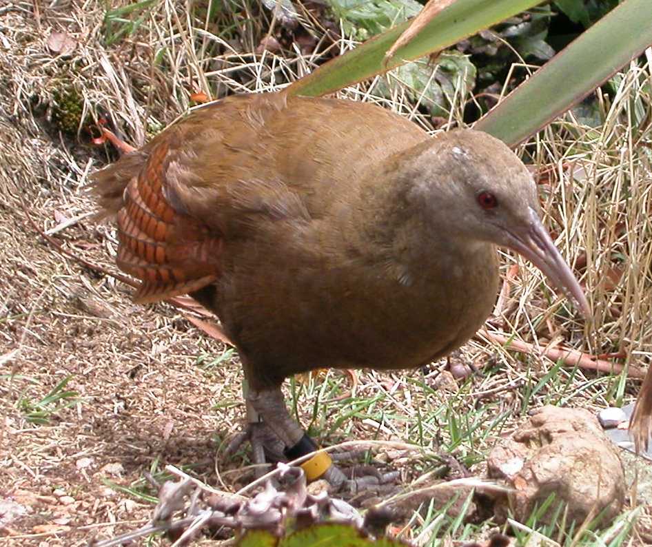 Lord Howe Rail