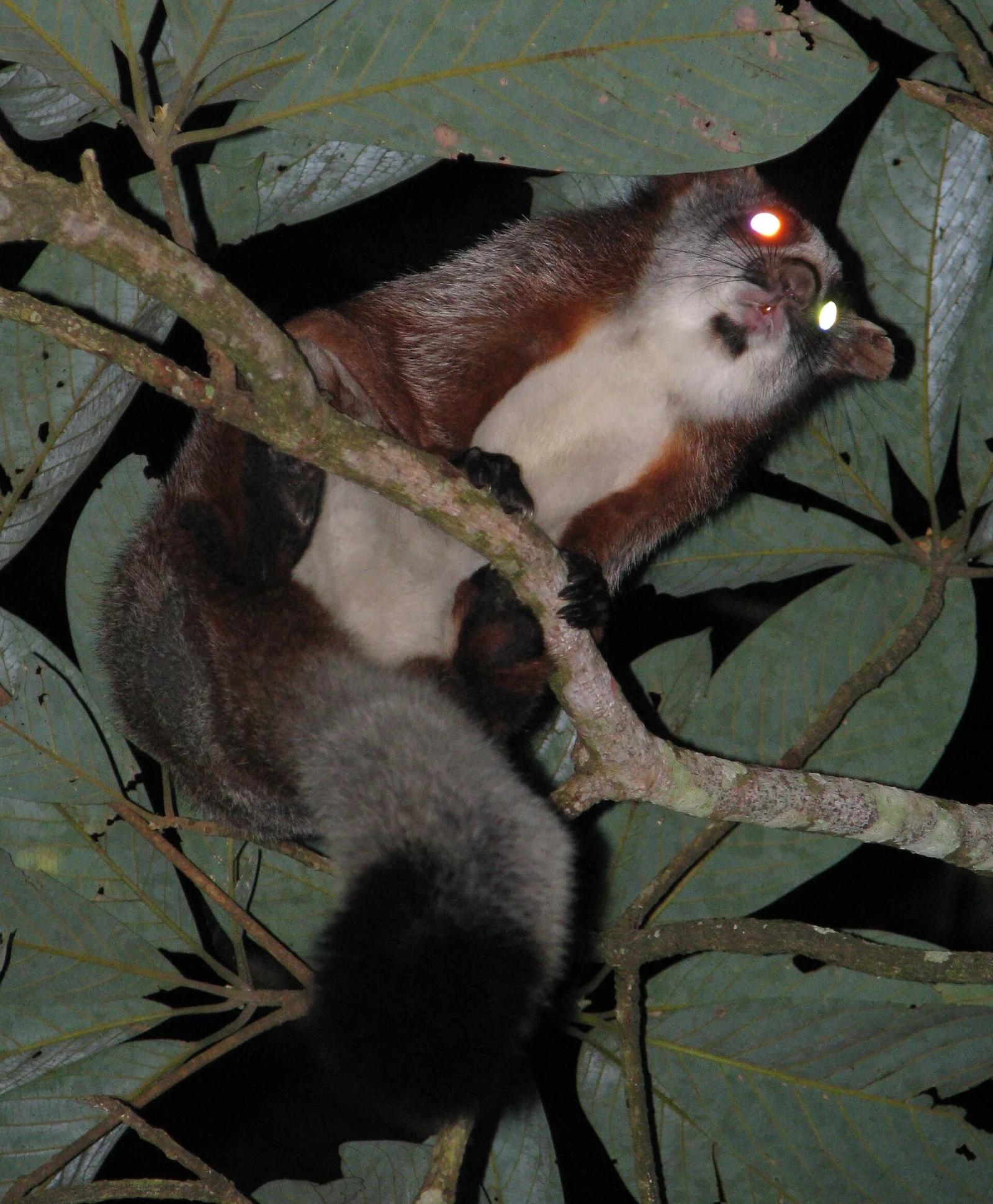 Red Giant Flying Squirrel