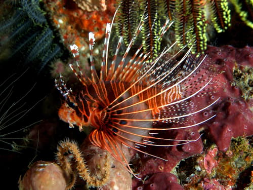 Spotfin Lionfish