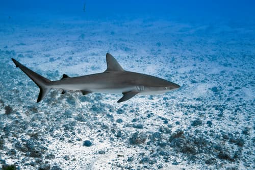 Galápagos Shark