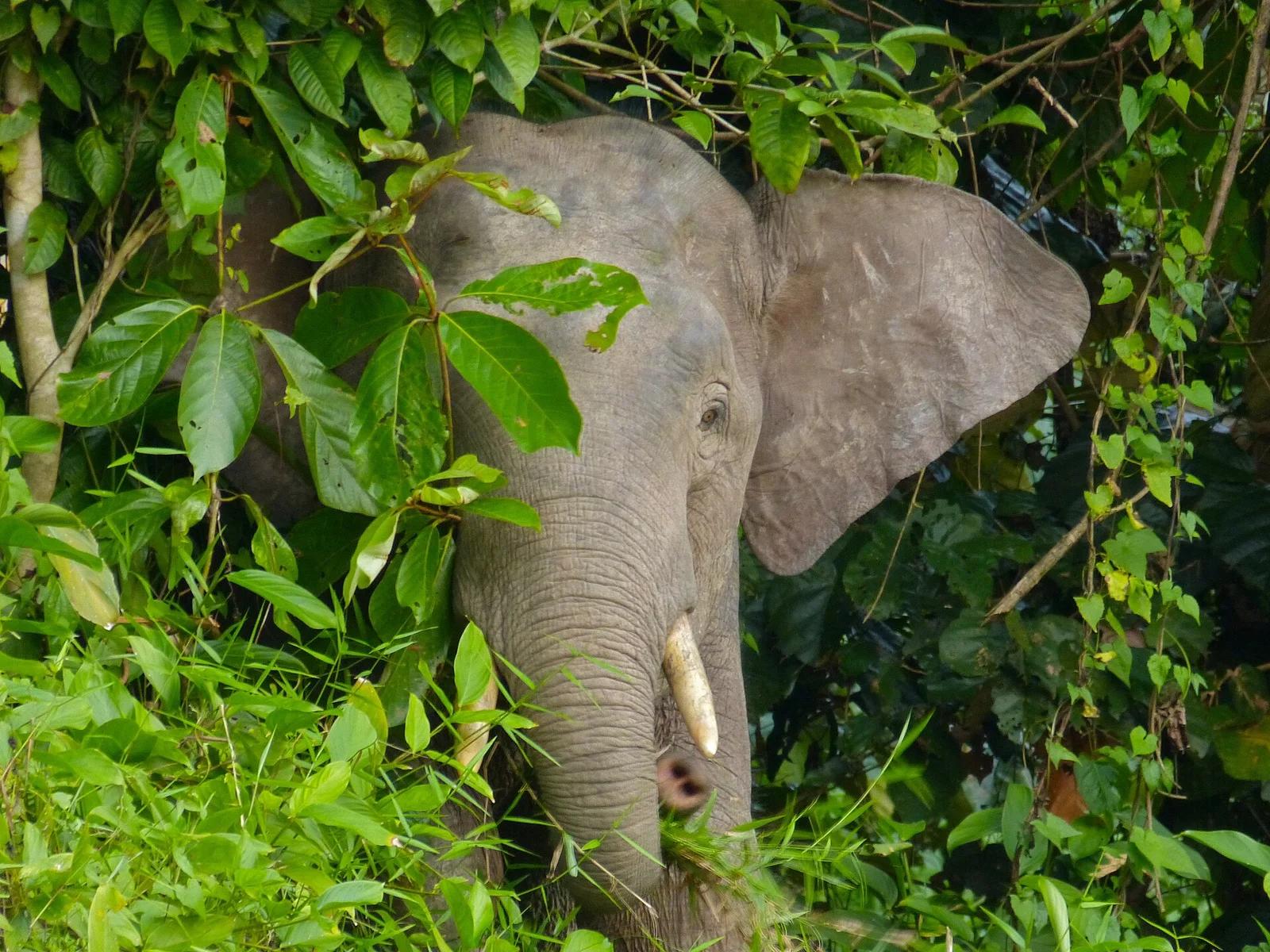Bornean Elephant