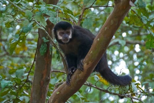 Black capuchin