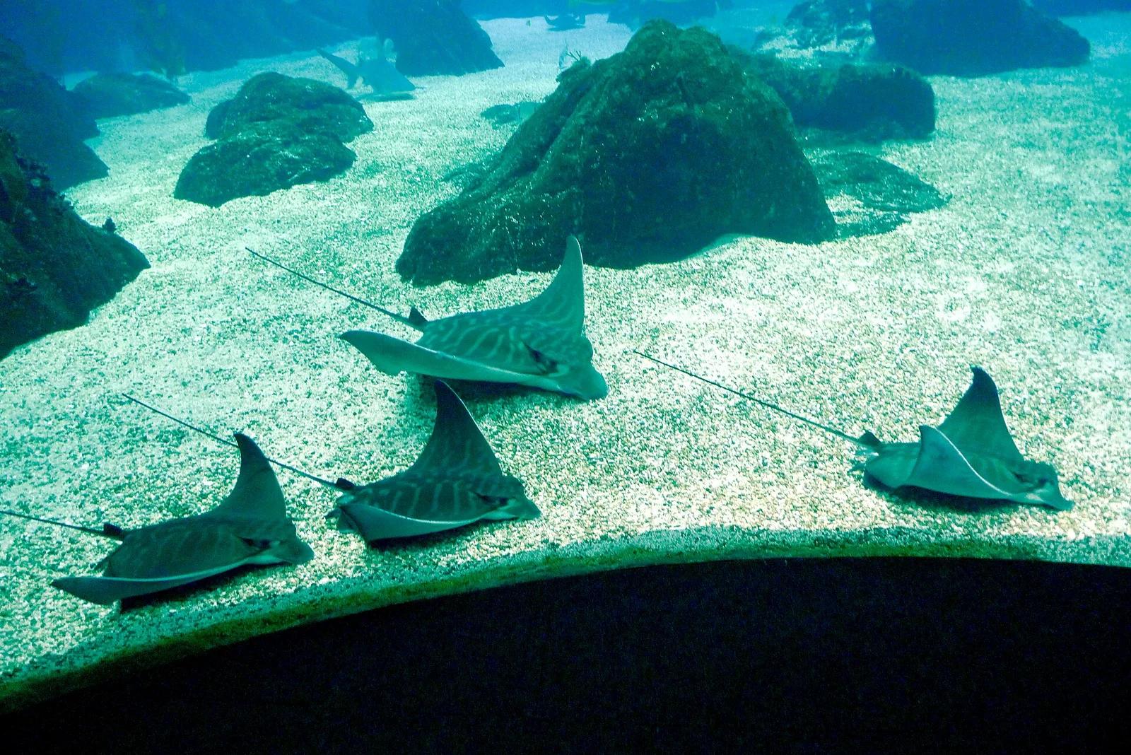 Bull Rays
