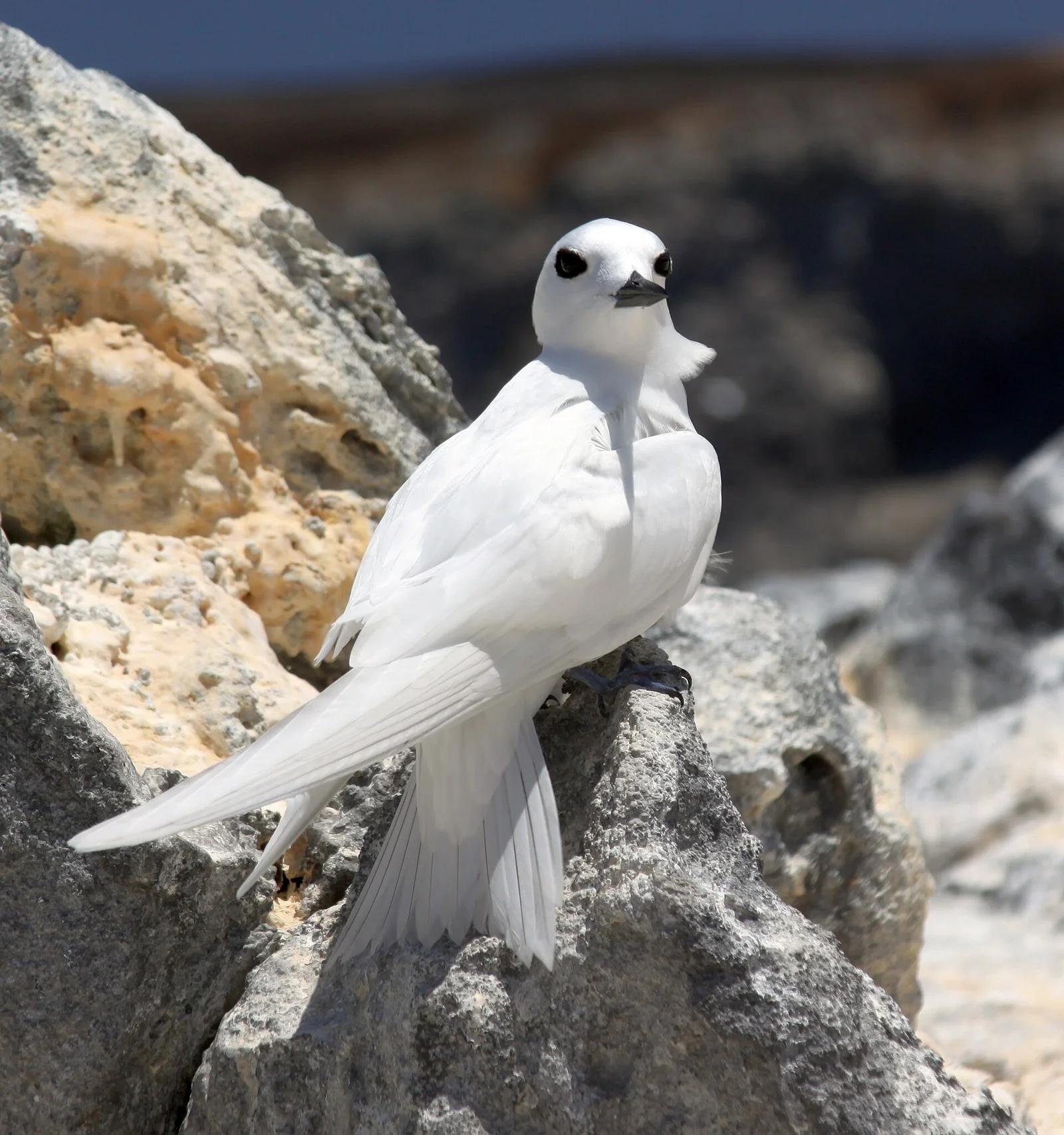 White Tern
