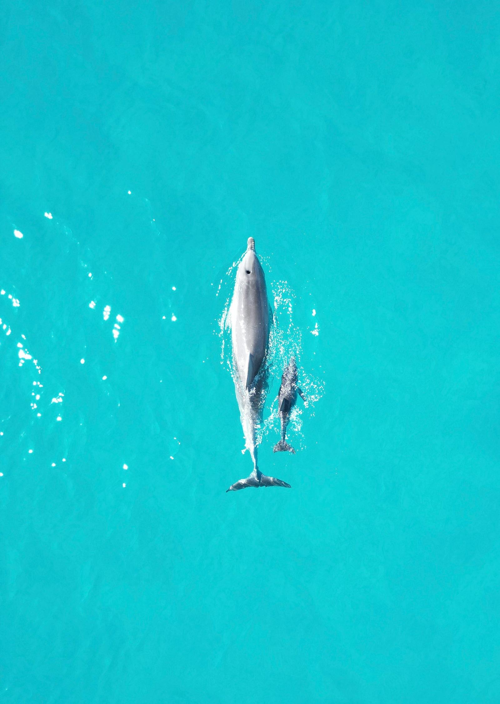 Blunt-nosed dolphins