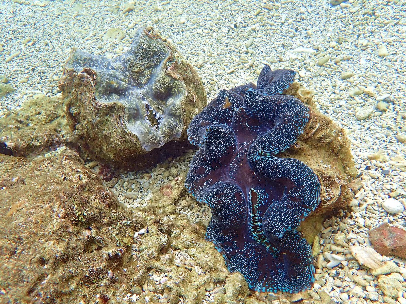 Giant Clams