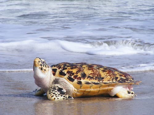 Hawksbill Sea Turtles