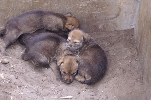 Red Wolf