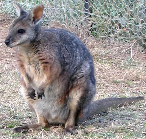 South Australian Tammar Wallaby