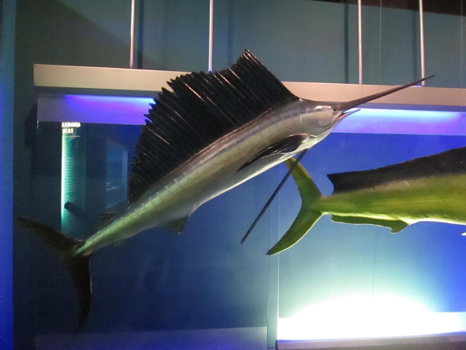 Sailfishes
