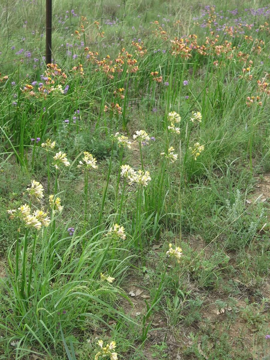 Garland lily