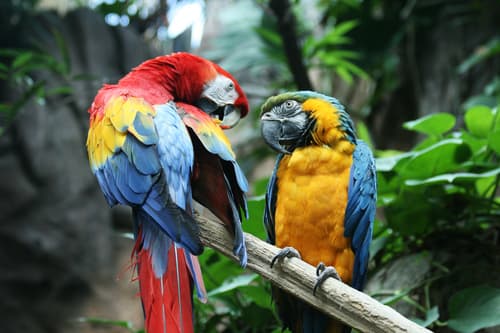Typical Macaws