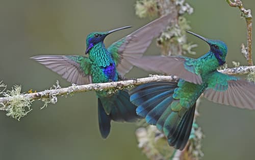 Sparkling Violetear