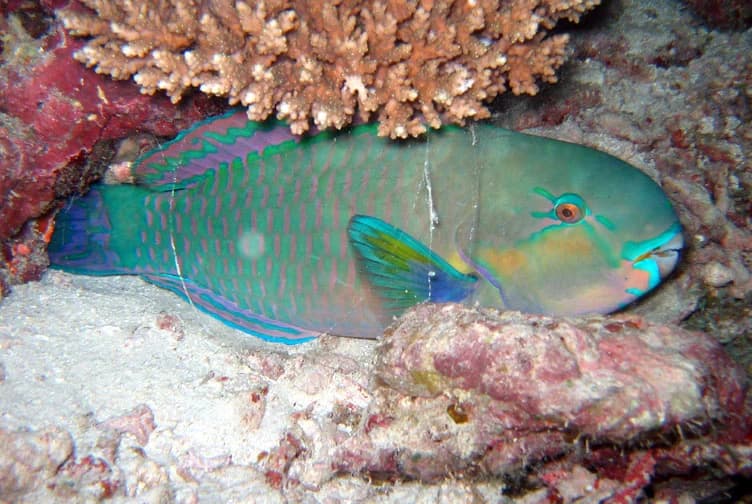 Pacific Bullethead Parrotfish