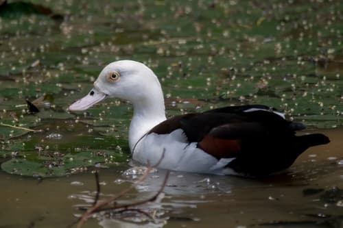 Radjah Shelduck