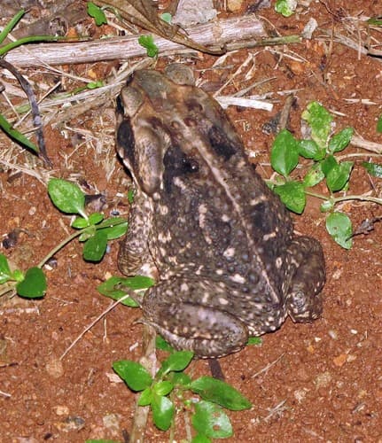 Cururu Toad