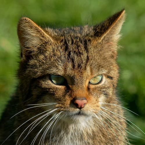 Palearctic and African Small Cats