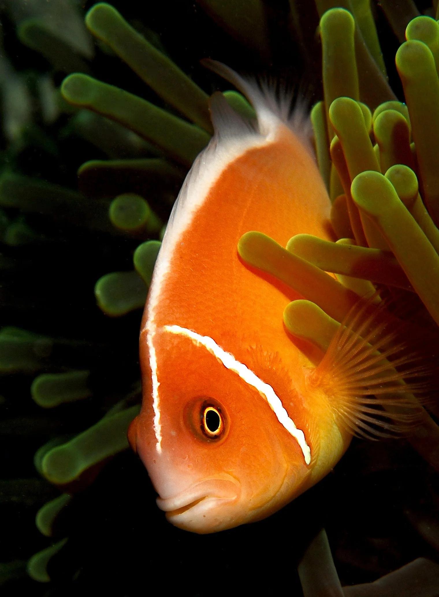 Pink Skunk Anemonefish