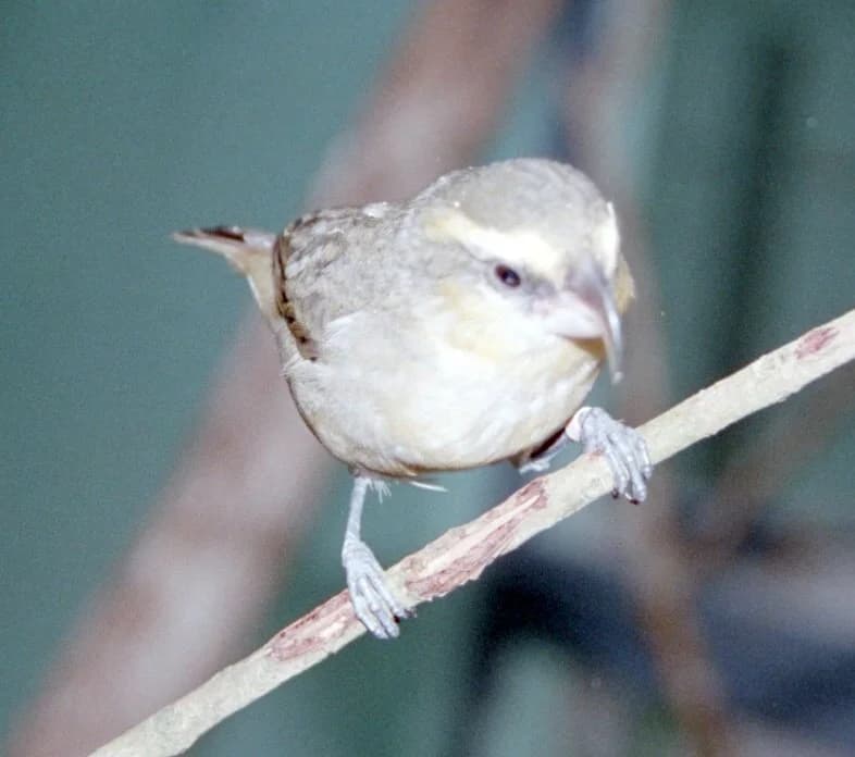 Maui Parrotbill