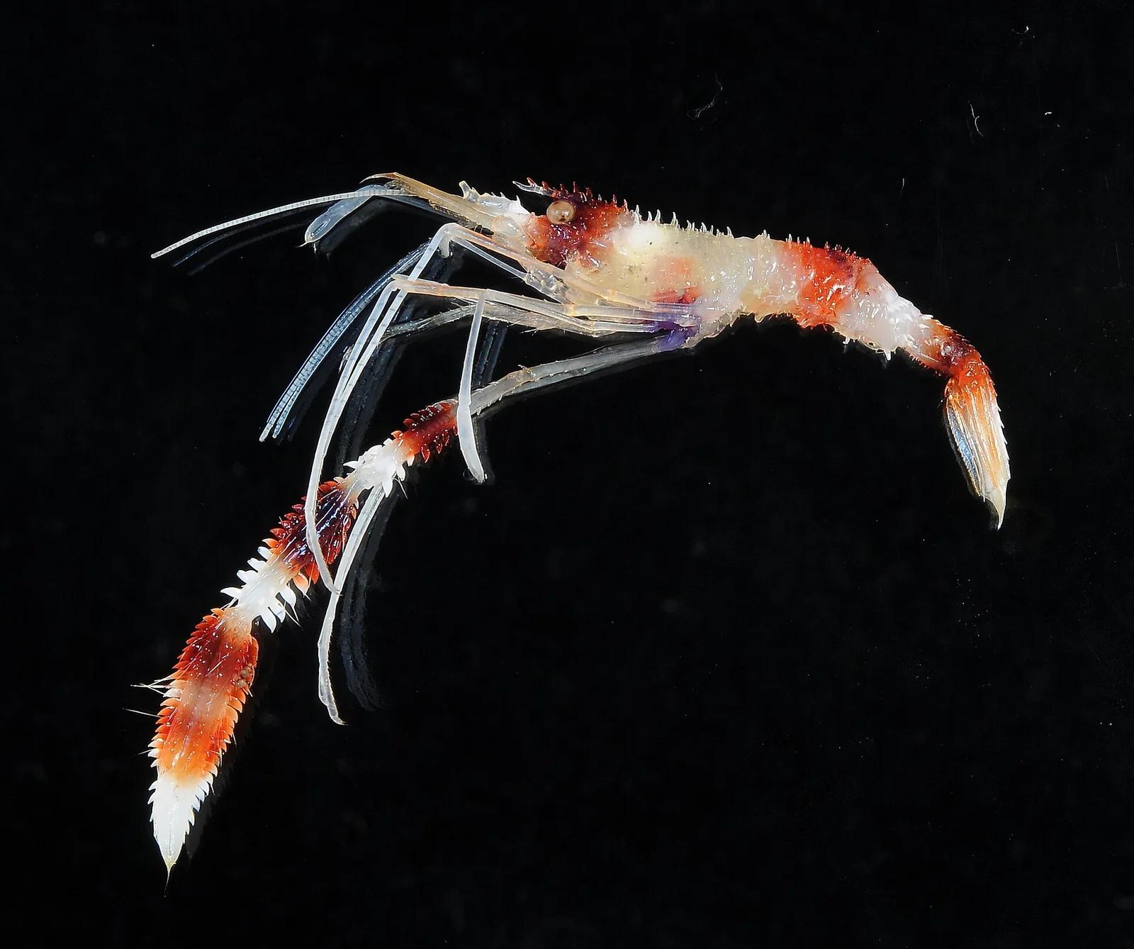Banded Coral Shrimp