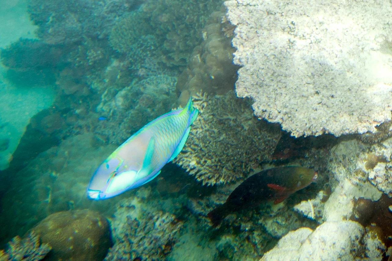 Bleeker's Parrotfish