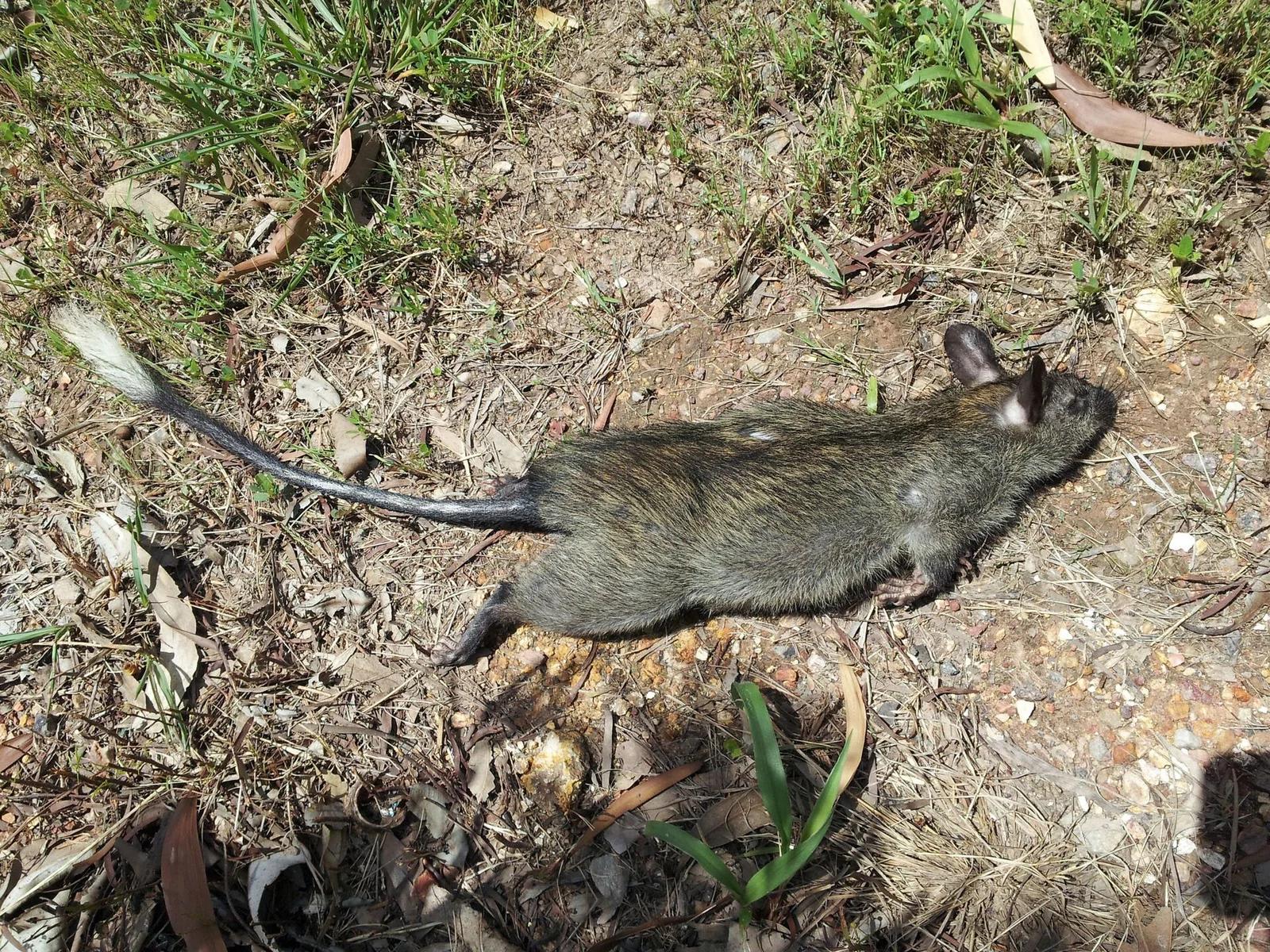 Black-footed Tree Rat