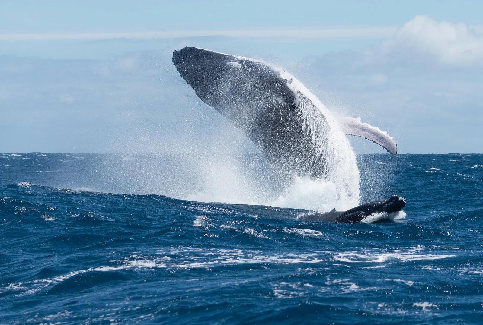 Humpback Whales