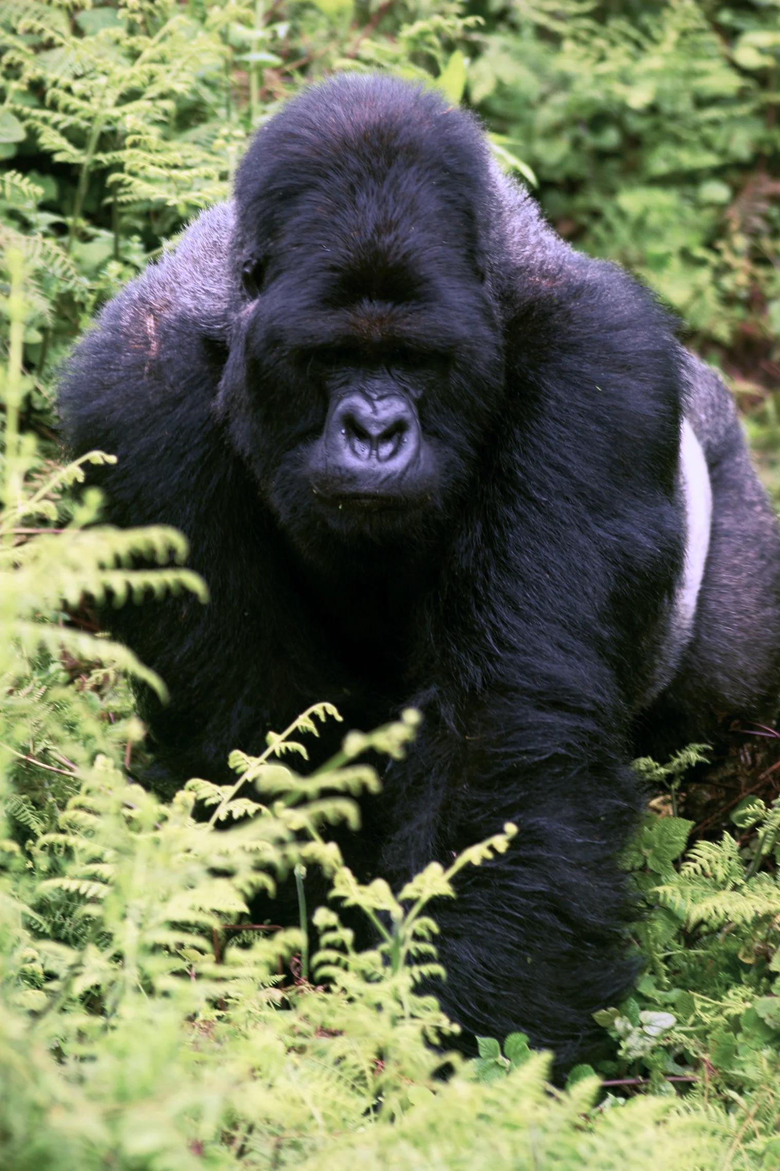 North-Kivu