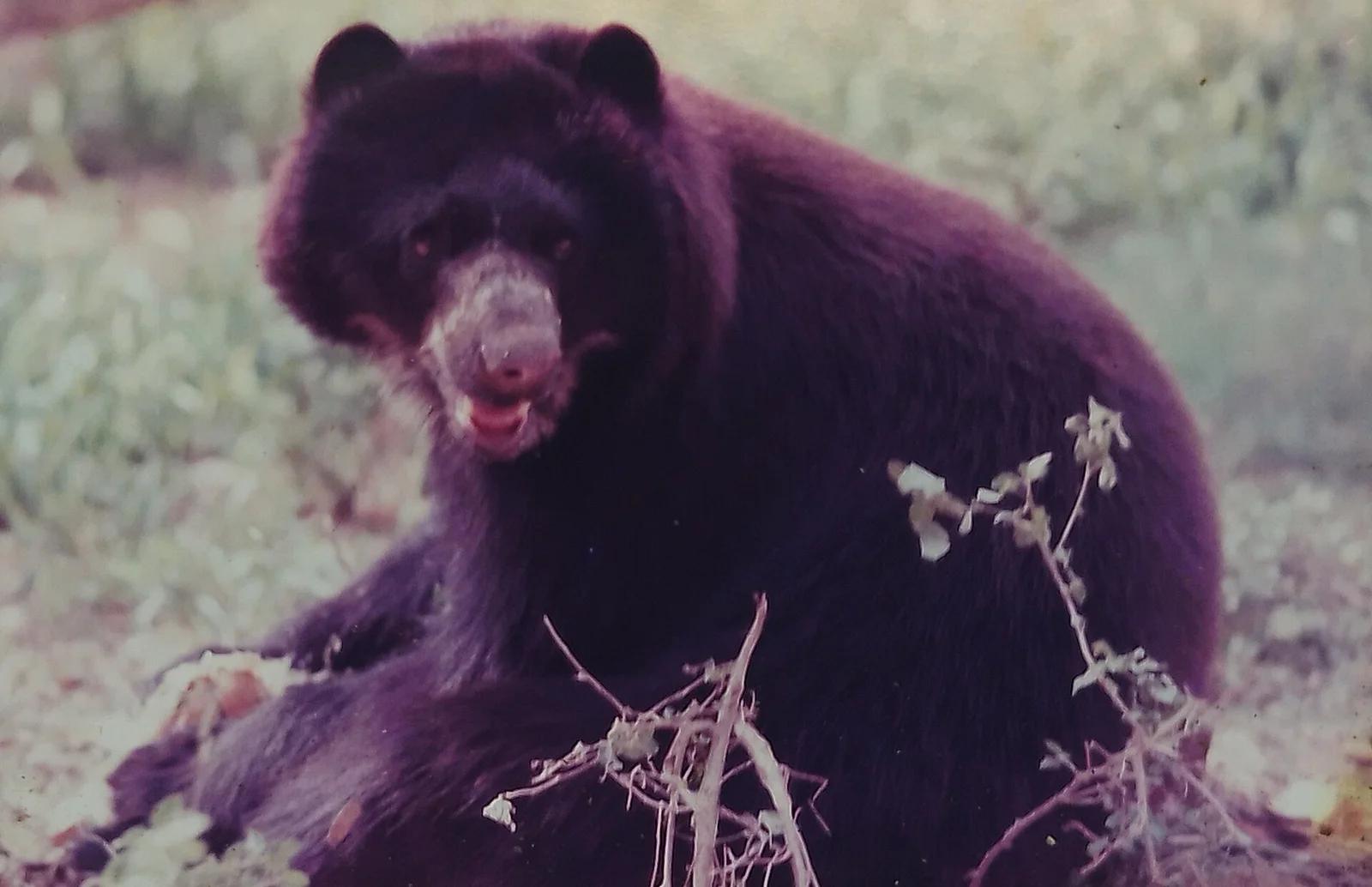 Spectacled Bear