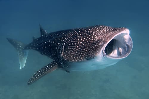 Whale Sharks