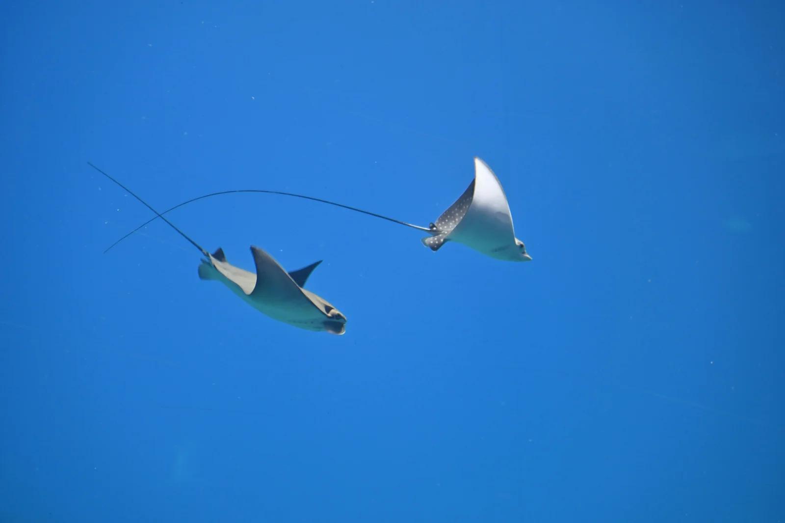 Reef Manta Ray