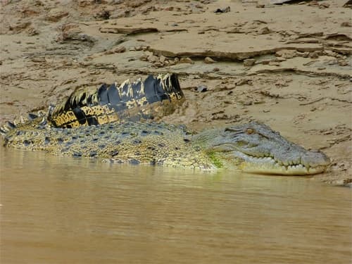 Saltwater Crocodile