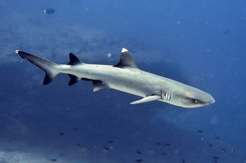 Whitetip Reef Shark